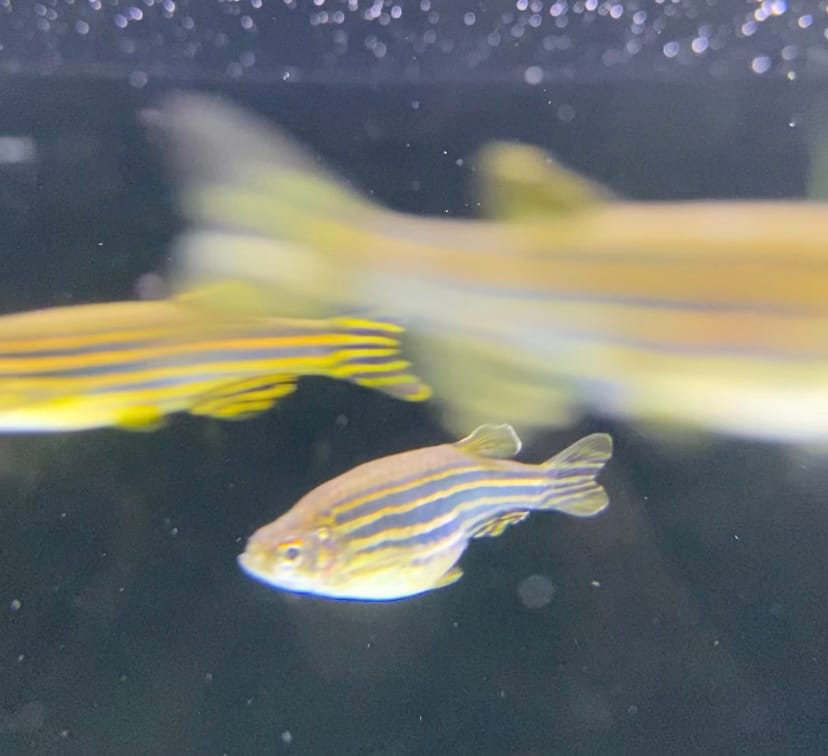 Zebrabarbeel - Danio rerio - Afbeelding 1